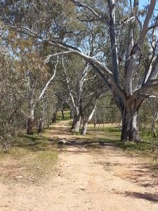 A track between gum trees